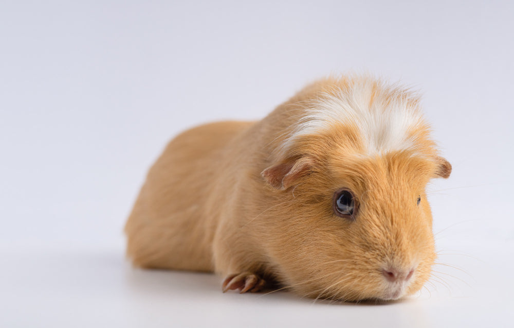 The Ultimate Guide to Caring for Your Pet Litter Critters.